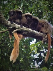 Callicebus nigrifrons