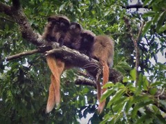 Callicebus nigrifrons