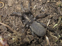 Acanthogonatus