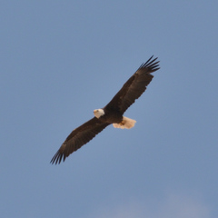 Haliaeetus leucocephalus