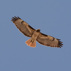 Buteo jamaicensis calurus