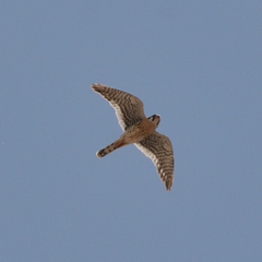 Falco sparverius