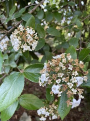 Viburnum × burkwoodii