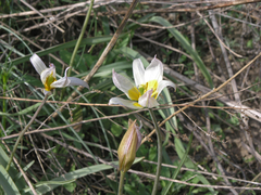 Tulipa patens