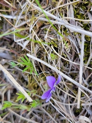 Viola pedatifida