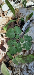 Dicentra canadensis
