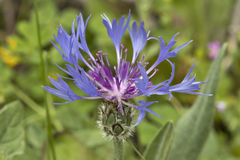 Centaurea napulifera tuberosa