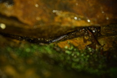 Plethodon dorsalis