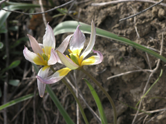 Tulipa patens
