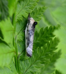 Antaeotricha