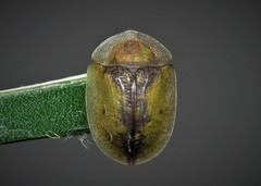 Cassida vibex