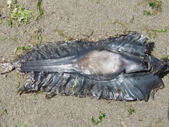 Callorhinchus callorynchus