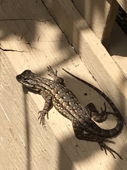Sceloporus occidentalis