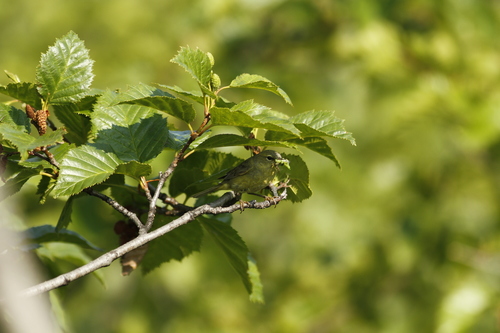 Orange-crowned Warbler