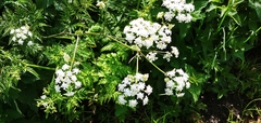 Anthriscus sylvestris