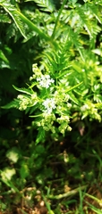 Anthriscus sylvestris