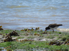 Haematopus palliatus