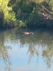 Myocastor coypus coypus