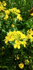 Brassica