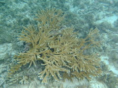 Acropora cervicornis