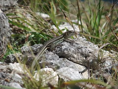 Pholidoscelis griswoldi