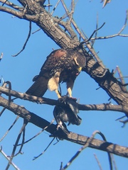 Parabuteo unicinctus