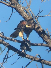 Parabuteo unicinctus
