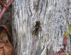 Anasimyia anausis
