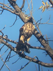 Parabuteo unicinctus