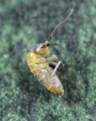 Pogonognathellus bidentatus