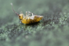 Pogonognathellus bidentatus