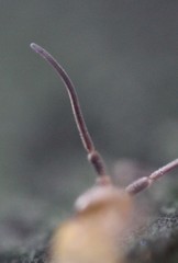 Pogonognathellus bidentatus