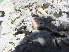 Chondropoma