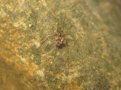 Pholcidae
