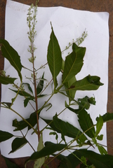 Vitex canescens