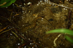 Desmognathus abditus