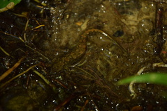 Desmognathus abditus