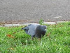 Columba livia domestica