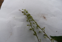 Vitex canescens
