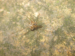 Pholcidae