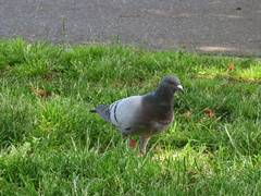 Columba livia domestica