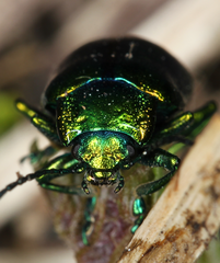 Oreina cacaliae