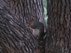 Sciurus niger