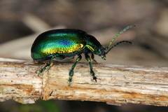 Oreina cacaliae