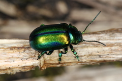 Oreina cacaliae