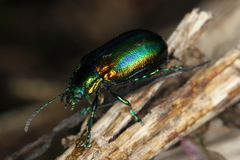 Oreina cacaliae