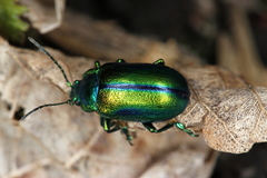 Oreina cacaliae