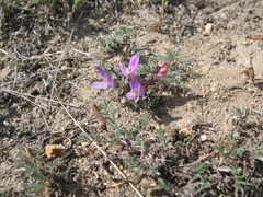 Astragalus angarensis