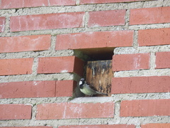 Passer domesticus