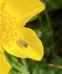 Glyphipterix simpliciella